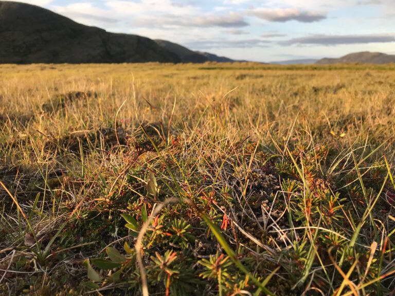 Dynamiques du carbone dans les tourbières arctiques du Nunavik (Québec)