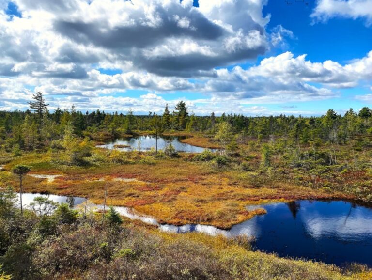 Suivre la couleur des milieux humides au Québec